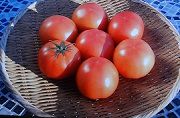 トマト プランター菜園